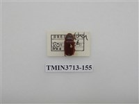 藏品(金龜子科)的圖片